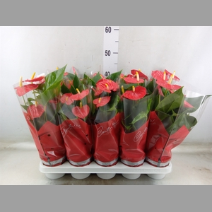 Anthurium andr. 'Esudo'