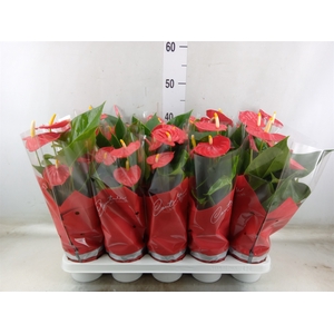 Anthurium andr. 'Esudo'
