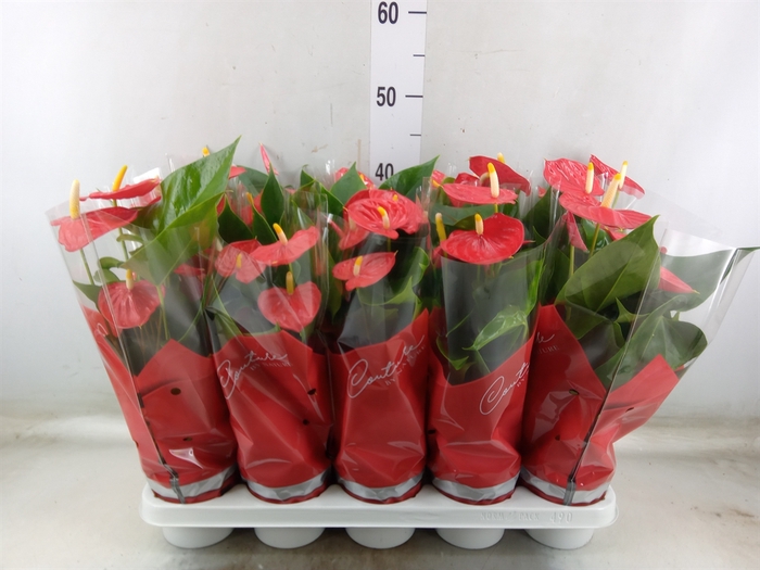<h4>Anthurium andr. 'Esudo'</h4>