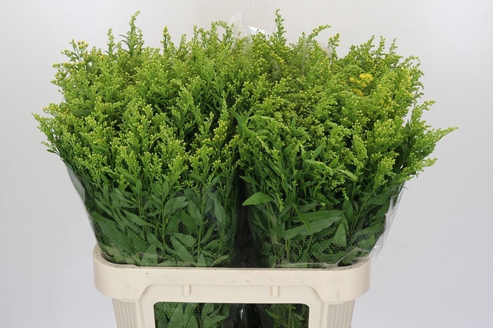 Solidago Golden Glory