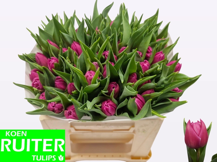 <h4>TU DU DOUBLE PRINCES</h4>