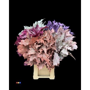 Quercus Klb Frosted Mix Autumn 80cm GK