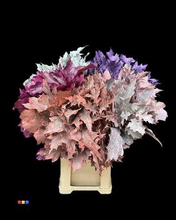 <h4>Quercus Klb Frosted Mix Autumn 80cm GK</h4>