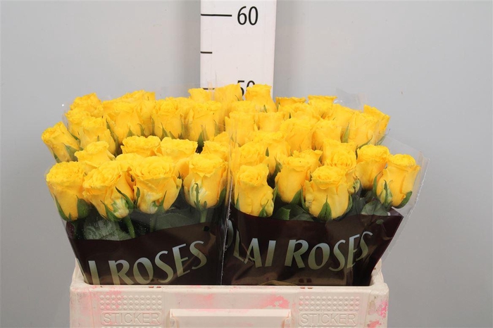 <h4>R Gr Bahama</h4>