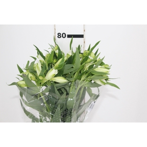 ALSTROEMERIA WHITNEY 080 CM