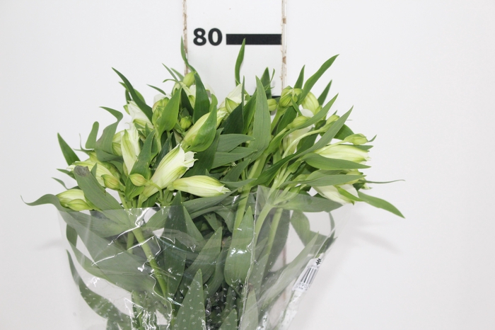 <h4>ALSTROEMERIA WHITNEY 080 CM</h4>