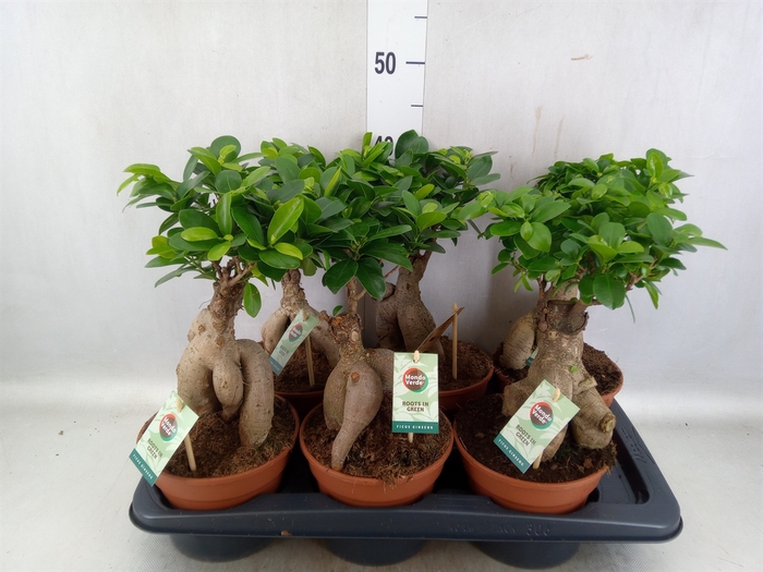 Ficus microcarpa 'Ginseng'