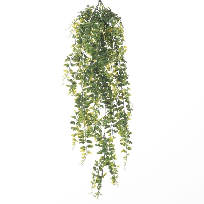 <h4>AF Hang Bush Fern x5 L79cm Gre</h4>