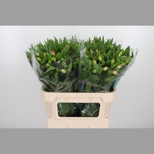 Alstroemeria Layla 95 Gram