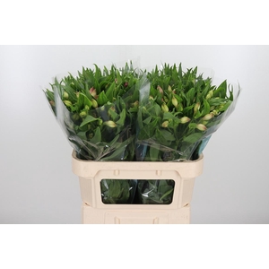 Alstroemeria Layla 95 Gram