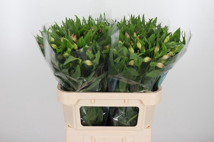 <h4>Alstroemeria Layla 95 Gram</h4>