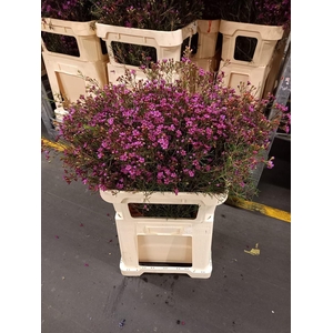 Chamelaucium uncinatum 'Early Nir'