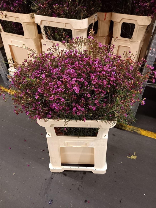 <h4>Chamelaucium uncinatum 'Early Nir'</h4>