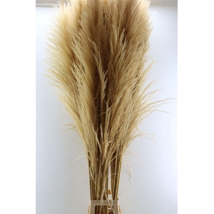 Dried Cortaderia Zaquara Semi Bleached 180cm