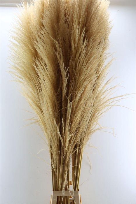 <h4>Dried Cortaderia Zaquara Semi Bleached 180cm</h4>