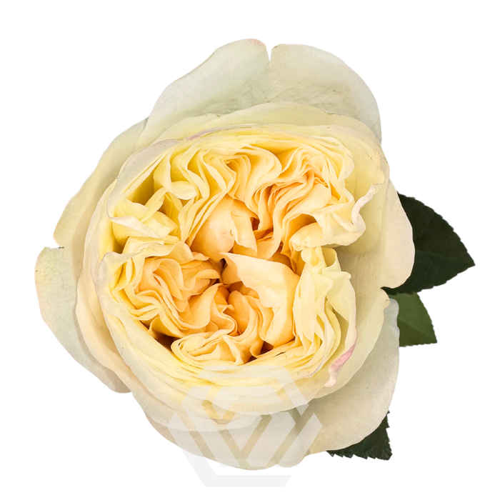 <h4>R GR FATIMA GARDENS</h4>