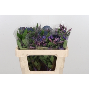 Clem Di Bl Pirouette
