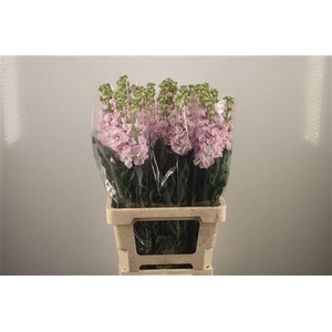 Matth Iron Light Pink