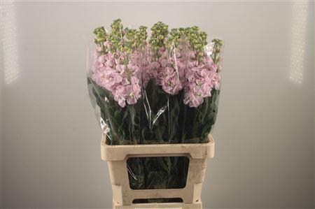 <h4>Matth Iron Light Pink</h4>