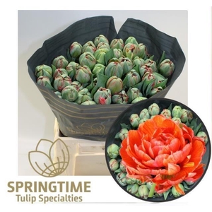 TU DU GUDOSHNIK DOUB