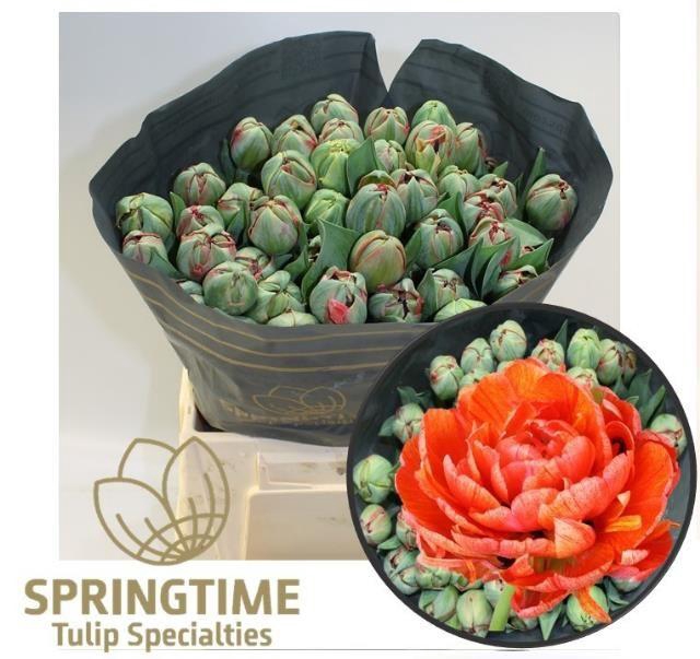 <h4>TU DU GUDOSHNIK DOUB</h4>