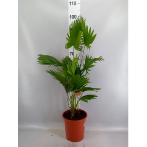 Livistona rotundifolia