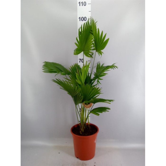 <h4>Livistona rotundifolia</h4>
