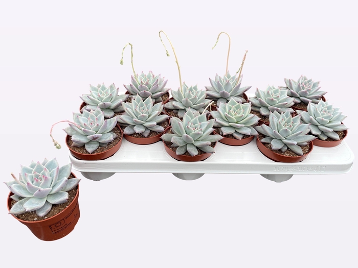 <h4>ECHEV COLORATA</h4>