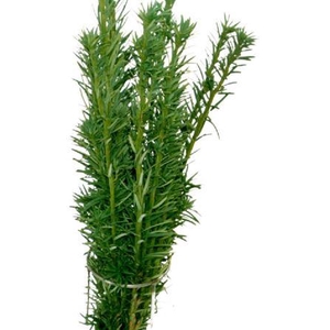 Co Taxus Bac Fastigiata