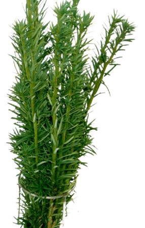 <h4>Co Taxus Bac Fastigiata</h4>