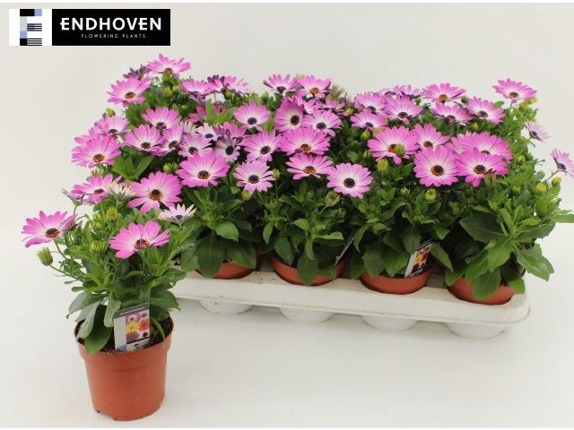 <h4>OSTEO DAL FELICIA</h4>