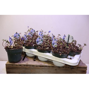 arr8 Anem Bl Blue Shades