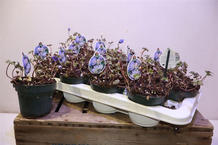 <h4>arr8 Anem Bl Blue Shades</h4>