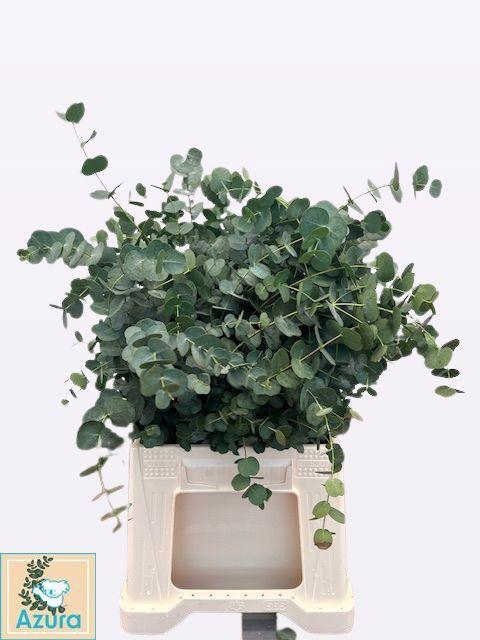 <h4>EUCA GU AZURA</h4>