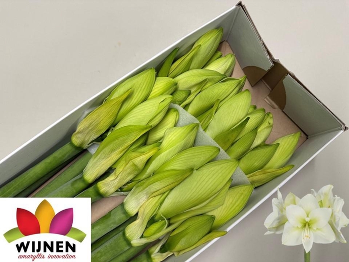 <h4>HIPP GA ARINTO</h4>