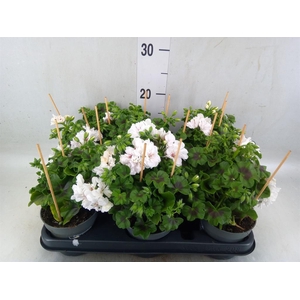 Pelargonium pelt.   ...