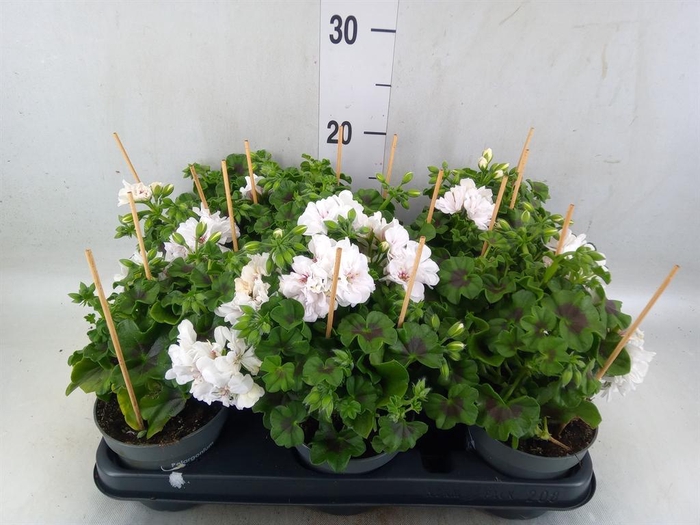 <h4>Pelargonium pelt.   ...</h4>