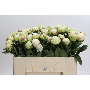 Paeonia (Lactiflora Grp) 'White Pool'