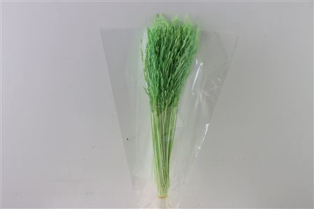 <h4>Dried Rice Grass Green Bunch Slv</h4>