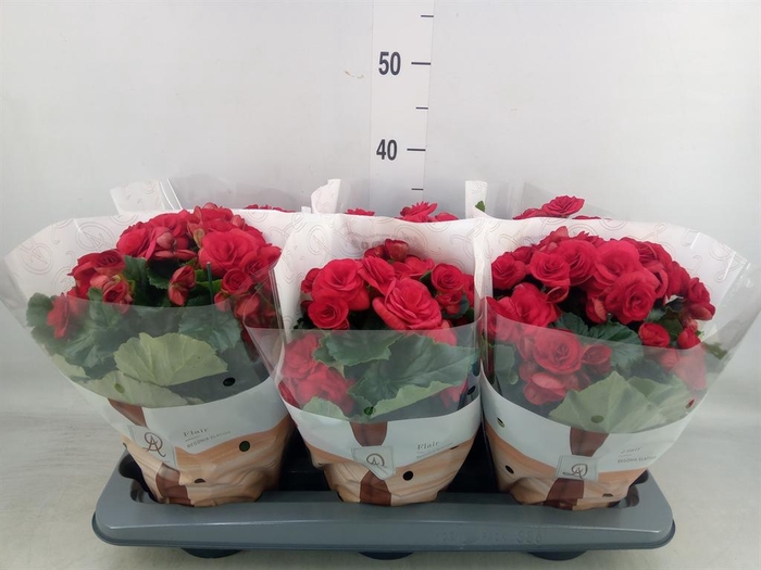 <h4>Begonia elat. DU 'Baladin'</h4>