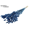 Lagurus Premium per bunch Dark Blue