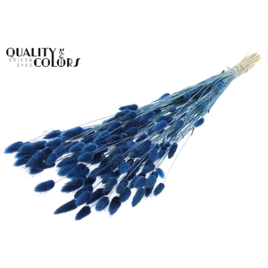 Lagurus Premium per bunch Dark Blue