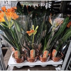 CLIVIA MINIATA
