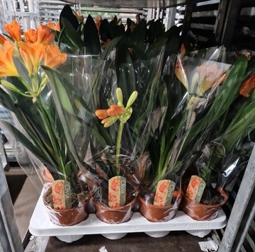 CLIVIA MINIATA