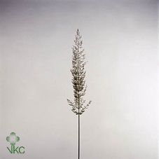Calamagrostis Bicolor