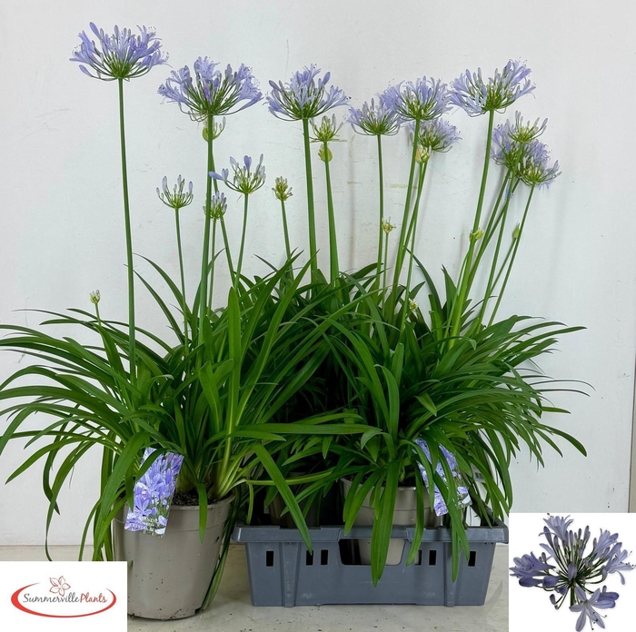 <h4>AGAPA A CRYSTAL BLUE</h4>