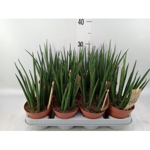 Sansevieria bacularis