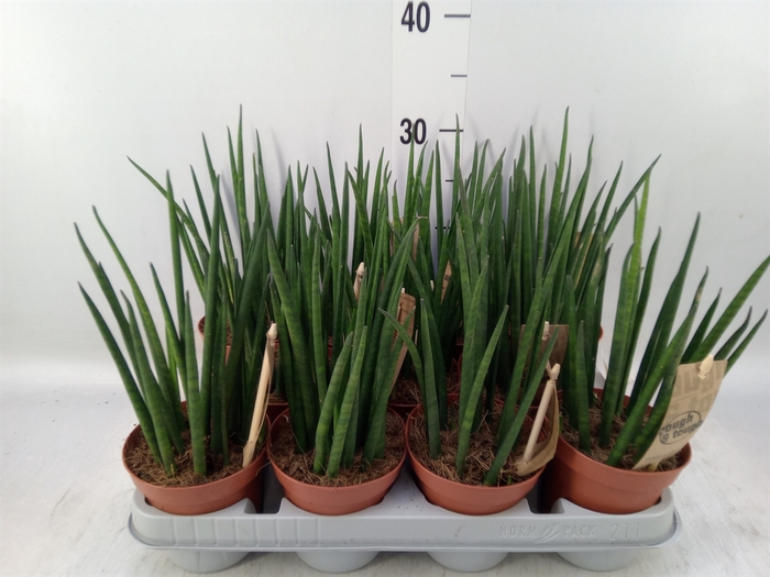 <h4>Sansevieria bacularis</h4>