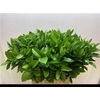 Ruscus