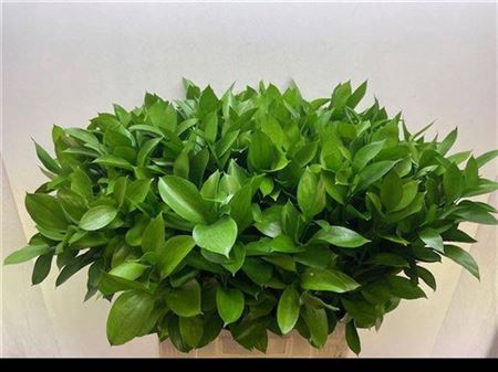<h4>Ruscus Hypophyllum 70 Cm</h4>